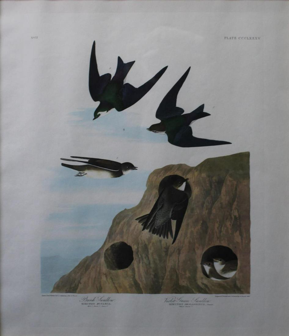 John James Audubon(After) - Bank Swallow / Violet Green (1 of 2)