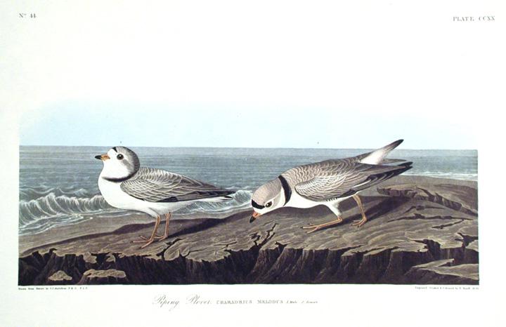 John James Audubon (After) - Piping Plover (1 of 1)