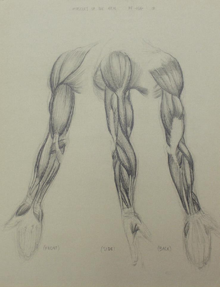 Bo Bartlett - Untitled Anatomy Study III: Artist: Bo Bartlett Title: Untitled Anatomy Study III Year: 1974 Dimensions: 9 3/4in. by 12 3/4in. Edition: original work Medium: drawing on paper Co