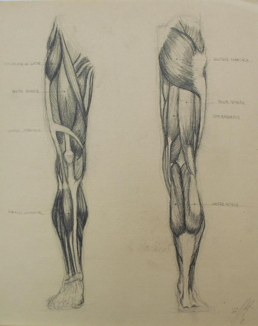 Bo Bartlett - Untitled Anatomy Study I: Artist: Bo Bartlett Title: Untitled Anatomy Study I Year: 1974 Dimensions: 9 7/8in. by 12 3/4in. Edition: original work Medium: drawing on paper Cond