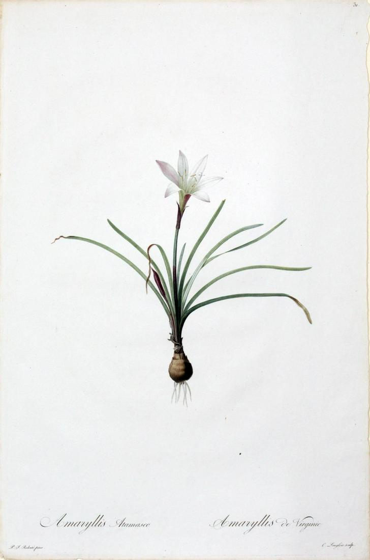 Pierre Joseph Redoute - Fairlily Amaryllis atamasco (1 of 3)