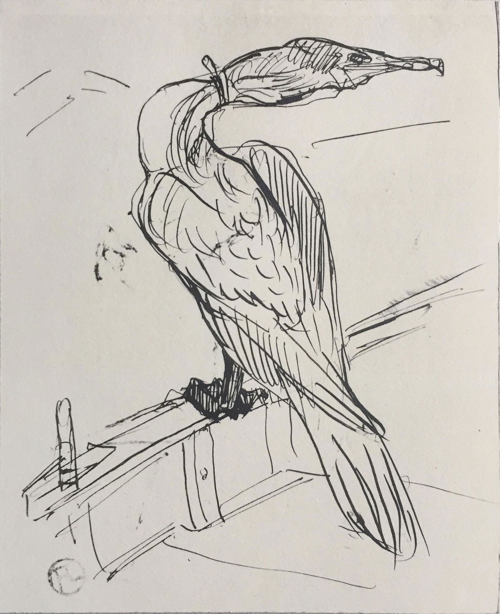 Henri Toulouse-Lautrec (After) - Sea Bird (1 of 1)