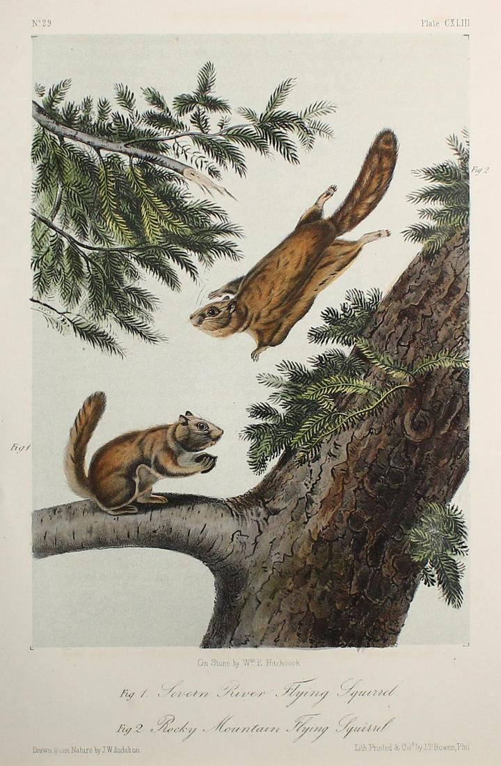 John Woodhouse Audubon - Flying Squirrels (1 of 1)