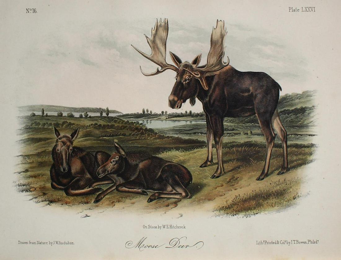 John Woodhouse Audubon - Moose Deer (1 of 1)