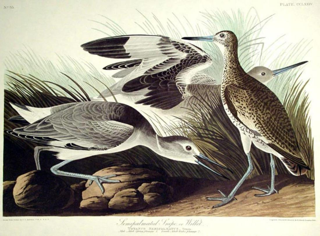 John James Audubon (After) - Semiplmated Snipe or: Artist: John James Audubon (After) Title: Semiplmated Snipe or Willet Year: c. 1837 Dimensions: 27in. by 40in. Edition: From the rare limited edition Suite: The