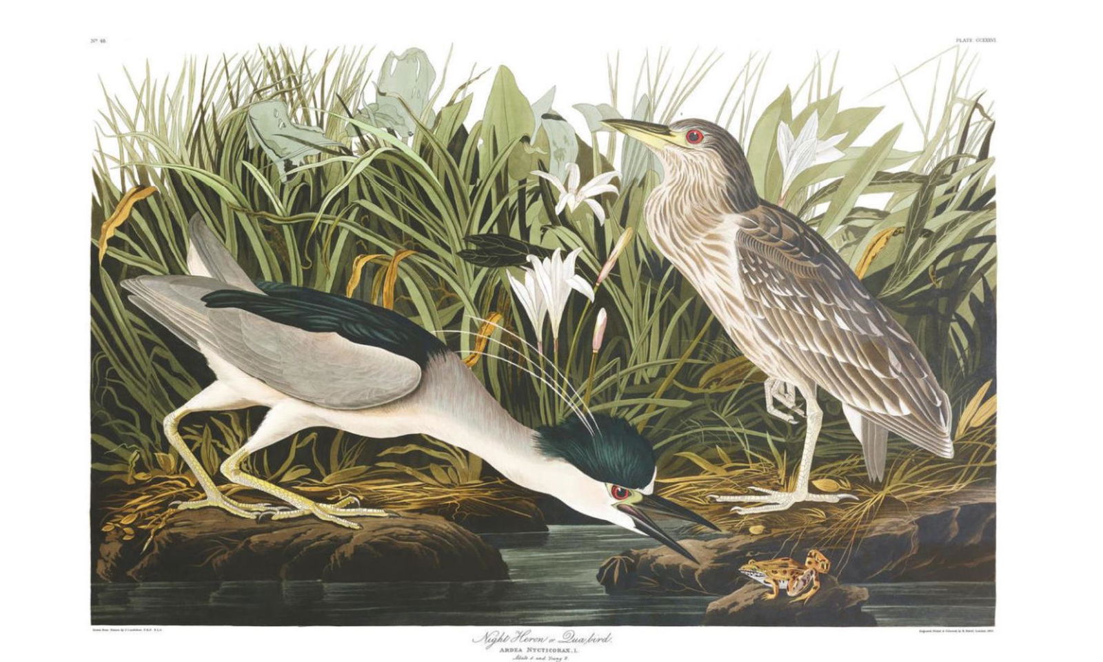John James Audubon (After) - Night Heron or Qua Bird (1 of 1)