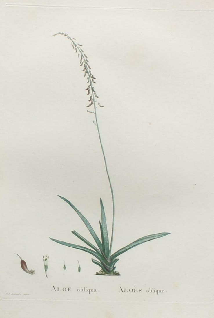 Pierre Joseph Redoute - Aloe obliqua: Artist: Pierre Joseph Redoute Title: Aloe obliqua Year: 1837 Dimensions: 10.25in. by 13.25in. Edition: From the rare limited edition Suite: Plantarum Succulenta