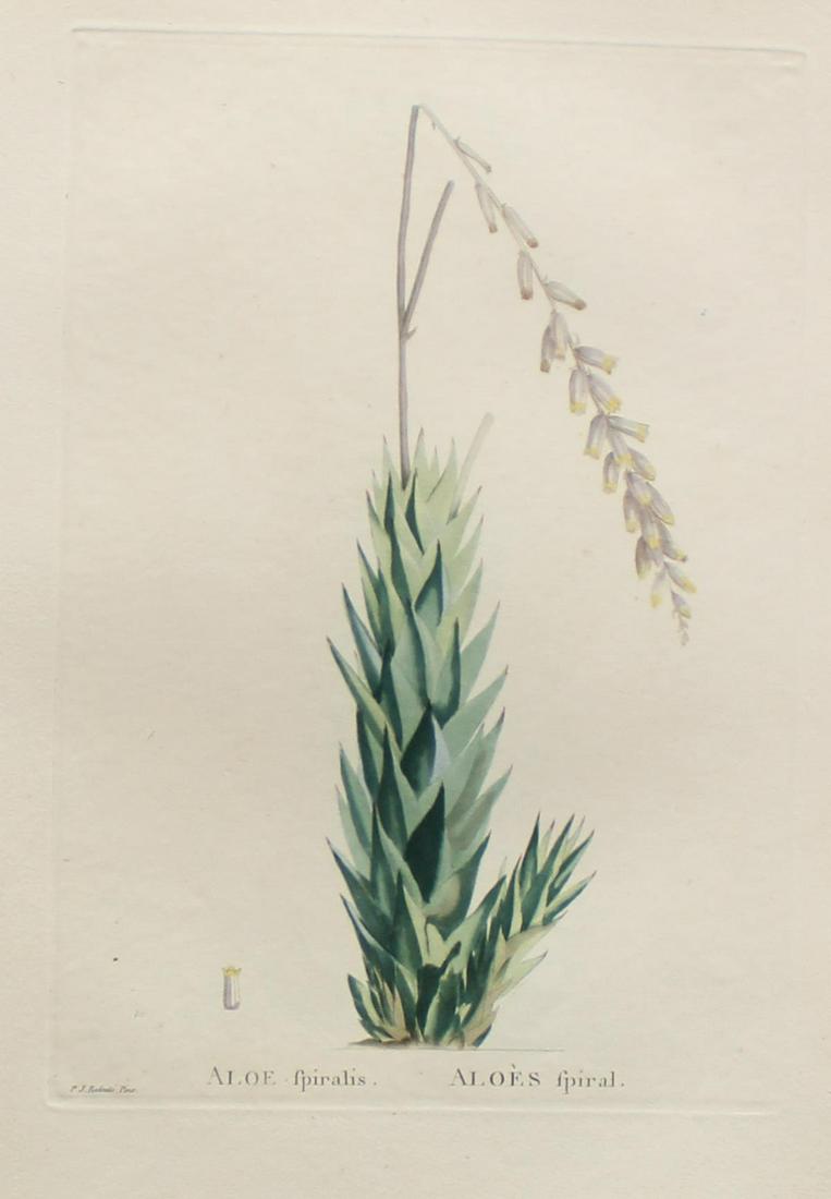 Pierre Joseph Redoute - Aloe fpiralis: Artist: Pierre Joseph Redoute Title: Aloe fpiralis Year: 1837 Dimensions: 10.25in. by 13.25in. Edition: From the rare limited edition Suite: Plantarum Succulent