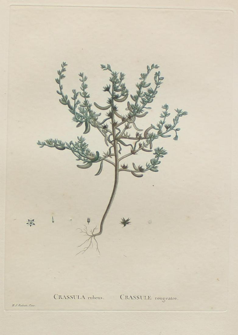 Pierre Joseph Redoute - Crassula rubens: Artist: Pierre Joseph Redoute Title: Crassula rubens Year: 1837 Dimensions: 10.25in. by 13.25in. Edition: From the rare limited edition Suite: Plantarum Succule