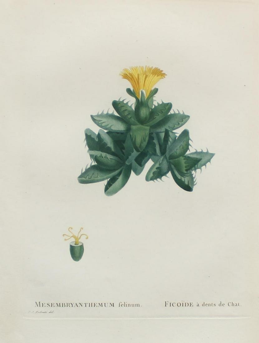 Pierre Joseph Redoute - Mesembryanthemum felinum: Artist: Pierre Joseph Redoute Title: Mesembryanthemum felinum Year: 1837 Dimensions: 10.25in. by 13.25in. Edition: From the rare limited edition Suite: Plantaru