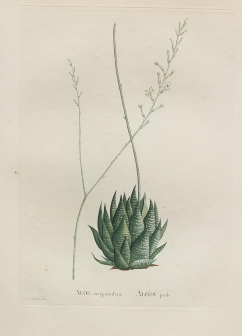 Pierre Joseph Redoute - Aloe margaritifera: Artist: Pierre Joseph Redoute Title: Aloe margaritifera Year: 1837 Dimensions: 10.25in. by 13.25in. Edition: From the rare limited edition Suite: Plantarum Succ