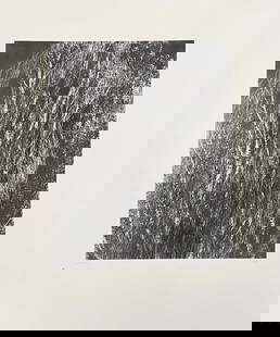 Alfred Stieglitz - Poplars: Artist: Alfred Stieglitz Title: Poplars Year: 1947 Dimensions: 16 1/8in. by 12in. Edition: Numbered from the rare limited edition of 1500 Publisher: Twice a Yea