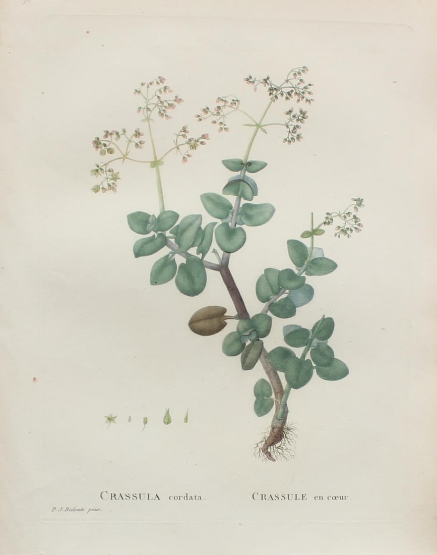 Pierre Joseph Redoute - crassula cordata: Artist: Pierre Joseph Redoute Title: crassula cordata Year: 1837 Dimensions: 10.25in. by 13.25in. Edition: From the rare limited edition Suite: Plantarum Succul