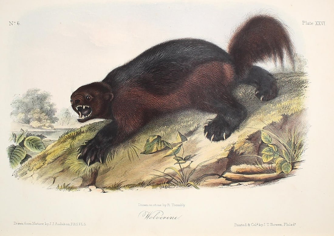 John James Audubon - Wolverine (1 of 1)