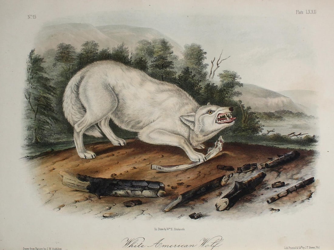 John Woodhouse Audubon - White American Wolf (1 of 1)