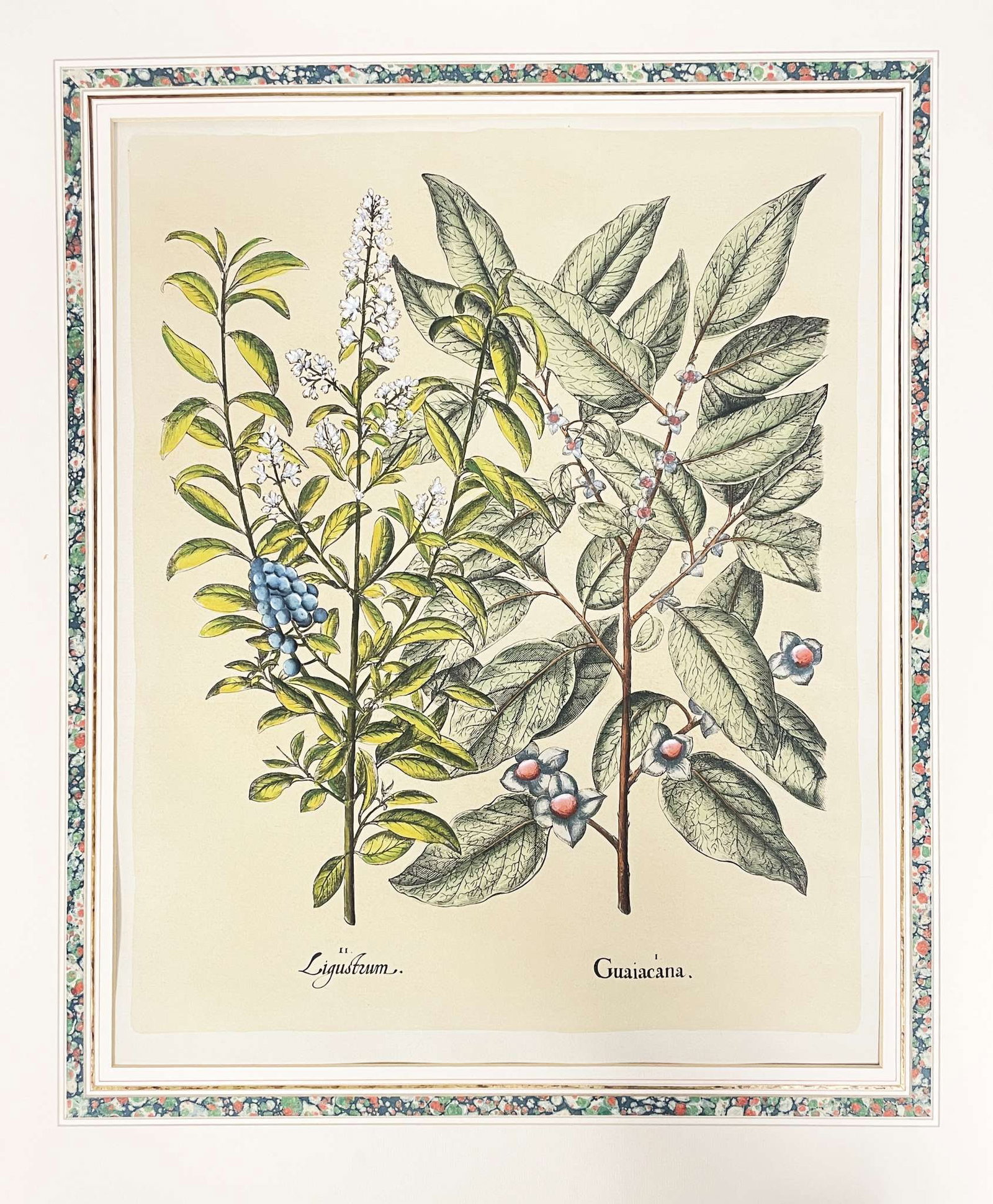 Jack Youngerman - Guaiacana Ligutrum: Artist: Jack Youngerman Title: Guaiacana Ligutrum Year: 2019 Dimensions: 19 3/4 x 22 1/2 in. Edition: From the rare limited edition Medium: Lithograph in colors on l