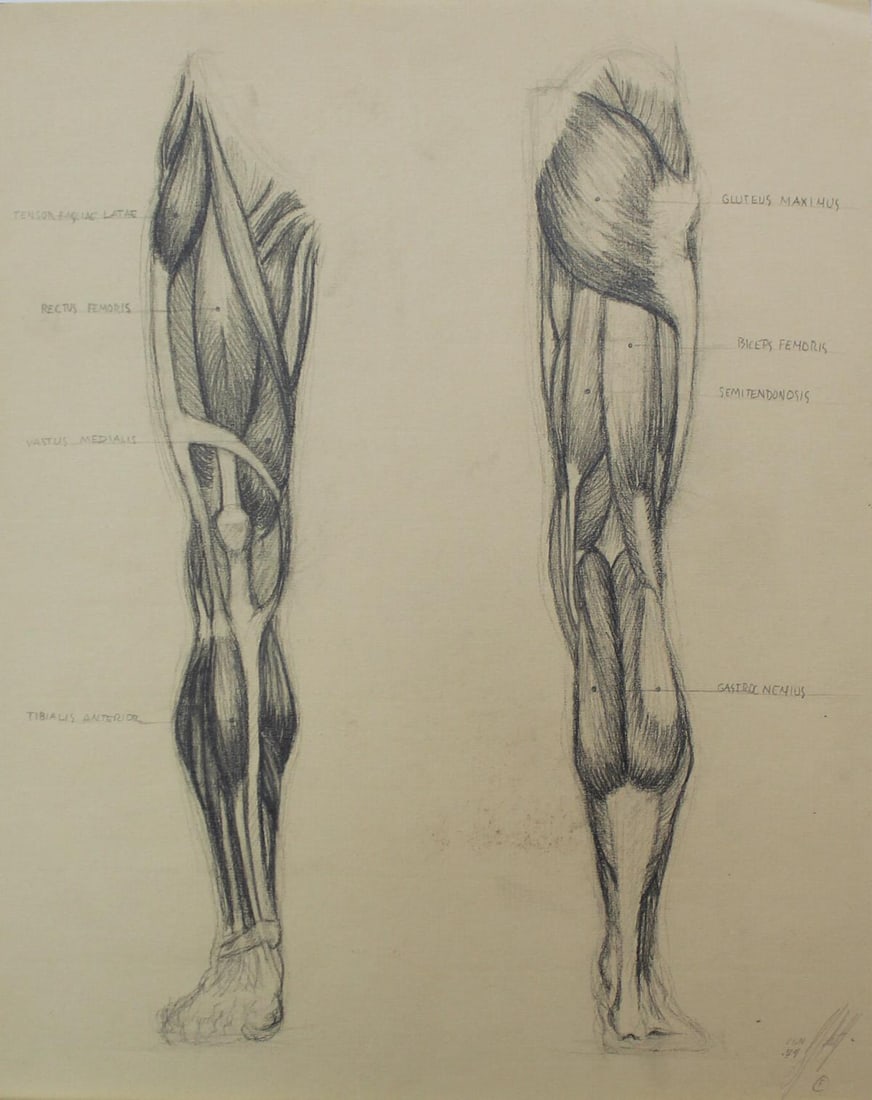 Bo Bartlett - Untitled Anatomy Study I: Artist: Bo Bartlett Title: Untitled Anatomy Study I Year: 1974 Dimensions: 9 7/8in. by 12 3/4in. Edition: original work Medium: drawing on paper Cond