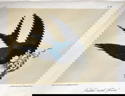 John James Audubon (After) - Swallow Tailed Hawk: Artist: John James Audubon (After) Title: Swallow Tailed Hawk Year: 1840 Dimensions: 6 1/2 x 10 1/4 in. Edition: From the Rare Limited Edition Medium: Color off