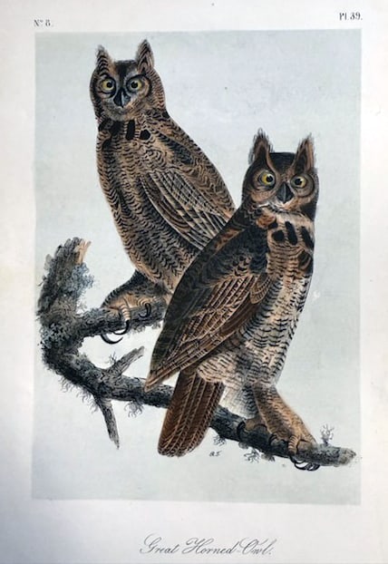 John James Audubon (After) - Great Horned Owl (1 of 1)