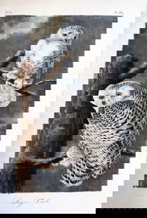 John James Audubon (After) - Snowy Owl: Artist: John James Audubon (After) Title: Snowy Owl Year: 1840 Dimensions: 6 1/2 x 10 1/4 in. Edition: From the Rare Limited Edition Medium: Color offset lithog
