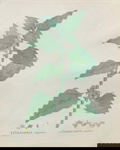 Pierre Joseph Redoute - Tetragonia expansa: Artist: Pierre Joseph Redoute Title: Tetragonia expansa Year: 1837 Dimensions: 10.25in. by 13.25in. Edition: From the rare limited edition Suite: Plantarum Succ