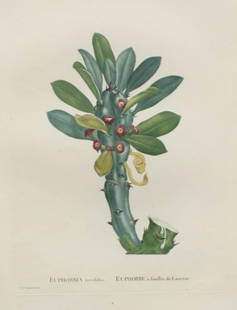 Pierre Joseph Redoute - Euphorbia neriifolia: Artist: Pierre Joseph Redoute Title: Euphorbia neriifolia Year: 1837 Dimensions: 10.25in. by 13.25in. Edition: From the rare limited edition Suite: Plantarum Su