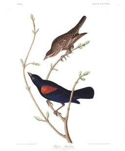 John James Audubon (After) - Prairie Starling: Artist: John James Audubon (After) Title: Prairie Starling Year: 1971 Dimensions: 39in. by 26in. Edition: From the Rare Limited Edition Suite: The Birds of Amer