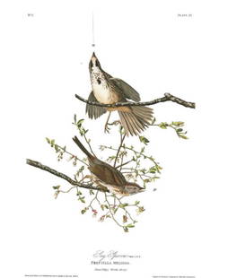 John James Audubon (After) - Song Sparrow: Artist: John James Audubon (After) Title: Song Sparrow Year: 1971 Dimensions: 39in. by 26in. Edition: From the Rare Limited Edition Suite: The Birds of America<