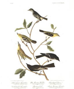 John James Audubon (After) - Little Tyrant Fly-catcher: Artist: John James Audubon (After) Title: Little Tyrant Fly-catcher Year: 1971 Dimensions: 39in. by 26in. Edition: From the Rare Limited Edition Suite: The Bird