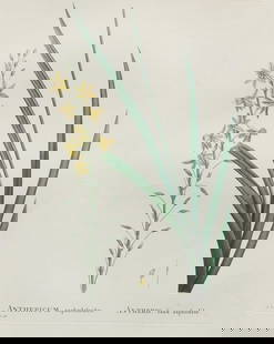 Pierre Joseph Redoute - Anthericum A: Artist: Pierre Joseph RedouteTitle: Anthericum AYear: 1837Dimensions: 10.25in. by 13.25in.Edition: From the rare limited editionSuite: Plantarum Succulentarum HistoriaMedium: Hand colored stipple