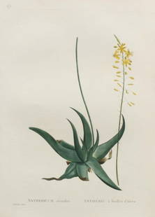 Pierre Joseph Redoute - Anthericum alooides: Artist: Pierre Joseph Redoute Title: Anthericum alooides Year: 1837 Dimensions: 10.25in. by 13.25in. Edition: From the rare limited edition Suite: Plantarum Suc