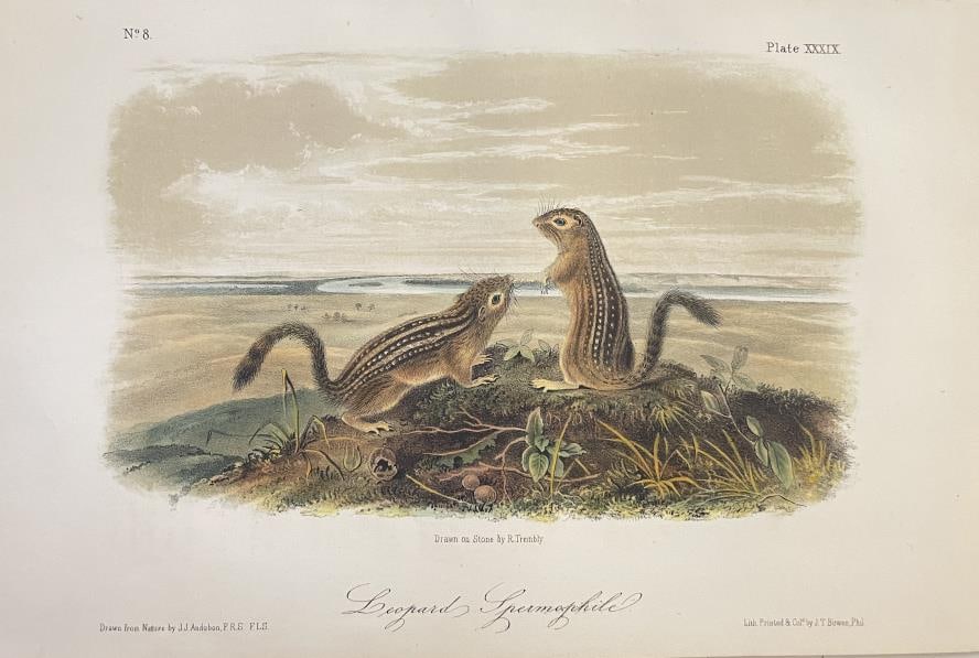 John James Audubon - Leopard Spermophile: Artist: John James Audubon Title: Leopard Spermophile Year: 1852 Dimensions: 7in. by 10 1/4in. Edition: From the Rare Limited Edition Publisher: V G Audubon New