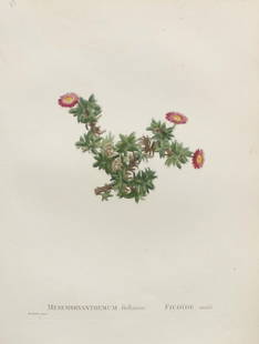Pierre Joseph Redoute - Mesmbryanthemum ftellatum: Artist: Pierre Joseph Redoute Title: Mesmbryanthemum ftellatum Year: 1837 Dimensions: 10.25in. by 13.25in. Edition: From the rare limited edition Suite: Plantar