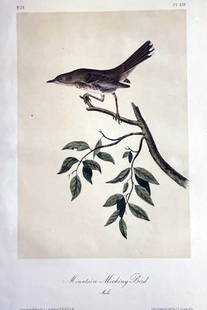 John James Audubon (After) - Mountain Mocking Bird: Artist: John James Audubon (After) Title: Mountain Mocking Bird Year: 1840 Dimensions: 6 1/2 x 10 1/4 in. Edition: From the limited edition Medium: Color offse