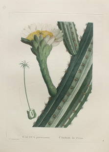 Pierre Joseph Redoute - Cactus peruvianus: Artist: Pierre Joseph Redoute Title: Cactus peruvianus Year: 1837 Dimensions: 10.25in. by 13.25in. Edition: From the rare limited edition Suite: Plantarum Succu