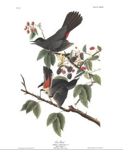 John James Audubon (After) - Cat Bird: Artist: John James Audubon (After) Title: Cat Bird Year: 1971 Dimensions: 39in. by 26in. Edition: From the Rare Limited Edition Suite: The Birds of America