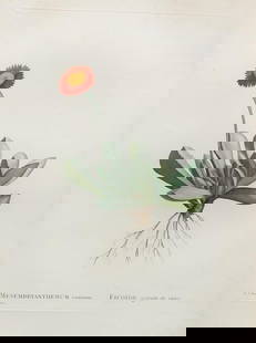 Pierre Joseph Redoute - Mesmbryanthemum caninum: Artist: Pierre Joseph Redoute Title: Mesmbryanthemum caninum Year: 1837 Dimensions: 10.25in. by 13.25in. Edition: From the rare limited edition Suite: Plantarum