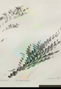 Pierre Joseph Redoute - Calcalia ficoides: Artist: Pierre Joseph Redoute Title: Calcalia ficoides Year: 1837 Dimensions: 10.25in. by 13.25in. Edition: From the rare limited edition Suite: Plantarum Succu