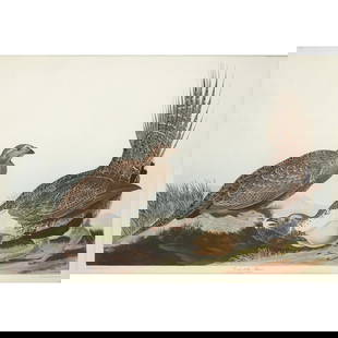 John James Audubon (After) - Cock of the Plains: Artist: John James Audubon (After) Title: Cock of the Plains Year: 1971 Dimensions: 39in. by 26in. Edition: From the rare limited edition Suite: The Birds of Am