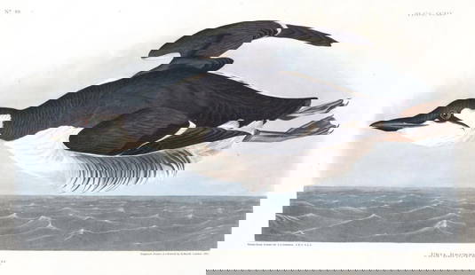 John James Audubon (After) - Uria Brunnichii: Artist: John James Audubon (After) Title: Uria Brunnichii Year: 1971 Dimensions: 39in. by 26in. Edition: From the Rare Limited Edition Suite: The Birds of Ameri