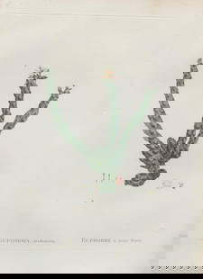 Pierre Joseph Redoute - Euphorbia tridentata: Artist: Pierre Joseph Redoute Title: Euphorbia tridentata Year: 1837 Dimensions: 10.25in. by 13.25in. Edition: From the rare limited edition Suite: Plantarum Su