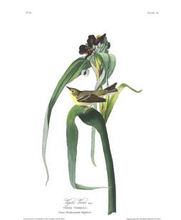 John James Audubon (After) - Vigor's Warbler: Artist: John James Audubon (After) Title: Vigor's Warbler Year: 1971 Dimensions: 39in. by 26in. Edition: From the Rare Limited Edition Suite: The Birds of Ameri