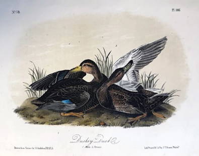 John James Audubon (After) - Dusky Duck: Artist: John James Audubon (After)w Title: Dusky Duck Year: 1840 Dimensions: 6 1/2 x 10 1/4 in. Edition: From the Rare Limited Edition Medium: Color offset lithograp