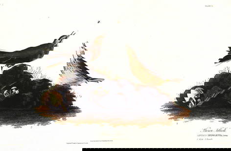 John James Audubon (After) - Brown Titlark: Artist: John James Audubon (After) Title: Brown Titlark Year: 1971 Dimensions: 39in. by 26in. Edition: From the Rare Limited Edition Suite: The Birds of America