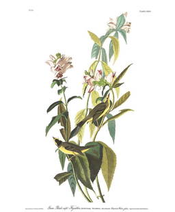 John James Audubon (After) - Green Black-capt: Artist: John James Audubon (After) Title: Green Black-capt Flycatcher Year: 1971 Dimensions: 39in. by 26in. Edition: From the Rare Limited Edition Suite: The Bi