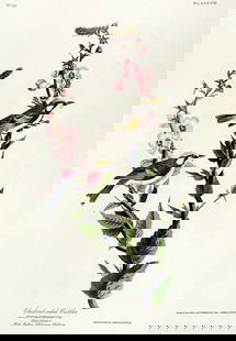 John James Audubon (After) - Chestnut Sided Warbler: Artist: John James Audubon (After) Title: Chestnut Sided Warbler Year: 1971 Dimensions: 39in. by 26in. Edition: From the Rare Limited Edition Suite: The Birds o