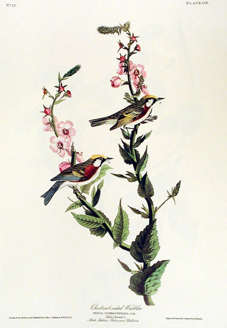 John James Audubon (After) - Chestnut Sided Warbler (1 of 1)