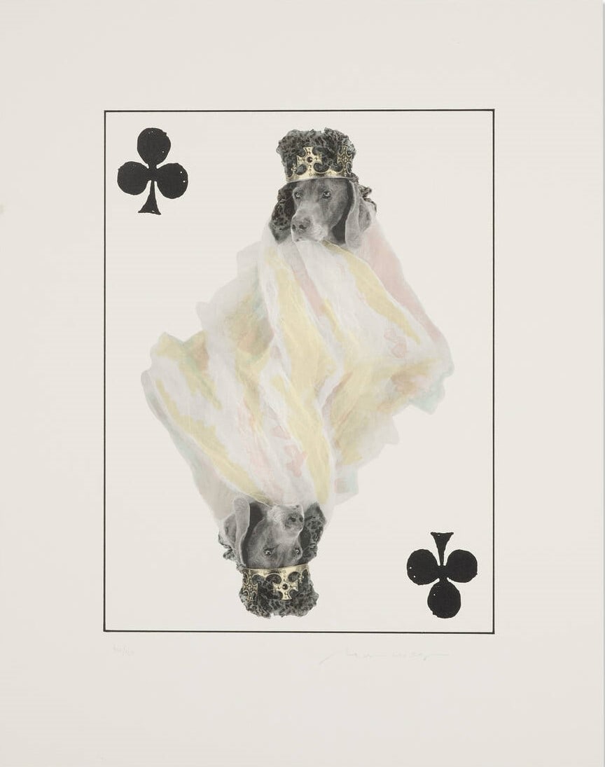 William Wegman - Royal Flush: King Of Clubs (1 of 1)