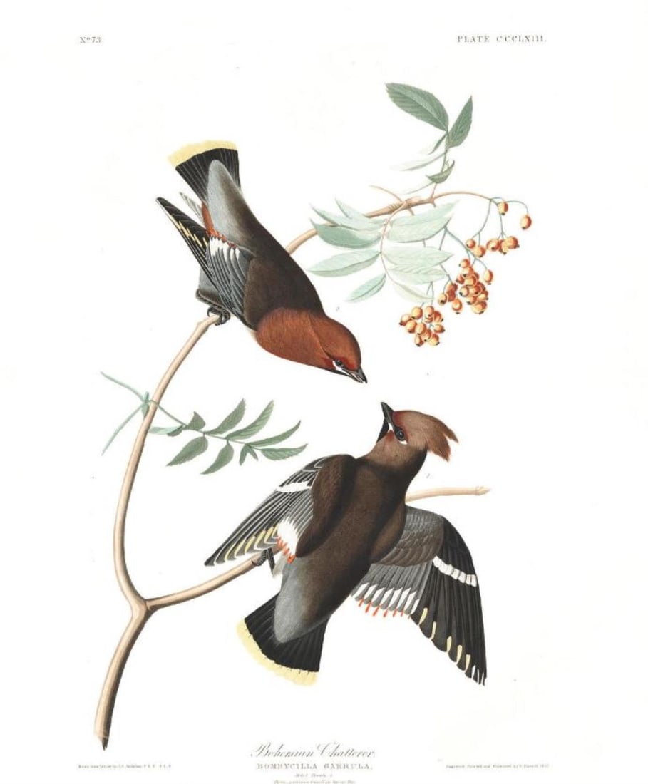 John James Audubon (After) - Bohemian Chatterer (1 of 3)