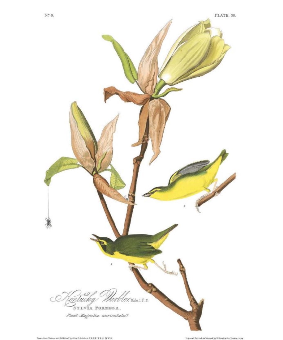 John James Audubon (After) - Kentucky Warbler (1 of 3)